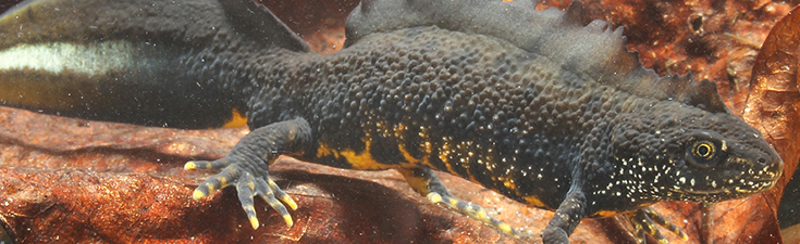 We can conduct Great Crested Newt Surveys