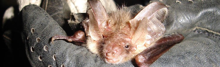 We hold Natural England survey licences for many protected species, including bats.