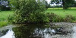 Great crested newt surveys