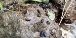 Udall-Martin Associates conducted a number of Otter, Water Vole and White-clawed Crayfish Surveys in Derbyshire, Lincolnshire and Nottinghamshire