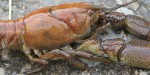 white clawed crayfish mitigation