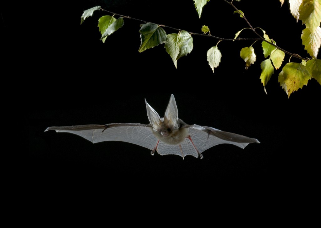 Brown Long-eared Bat - Plecoptus auritus