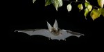 Brown Long-eared Bat - Plecoptus auritus