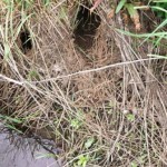 Water Vole Burrows