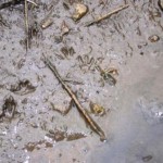 Water vole footprints