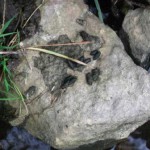 Water Vole Latrine