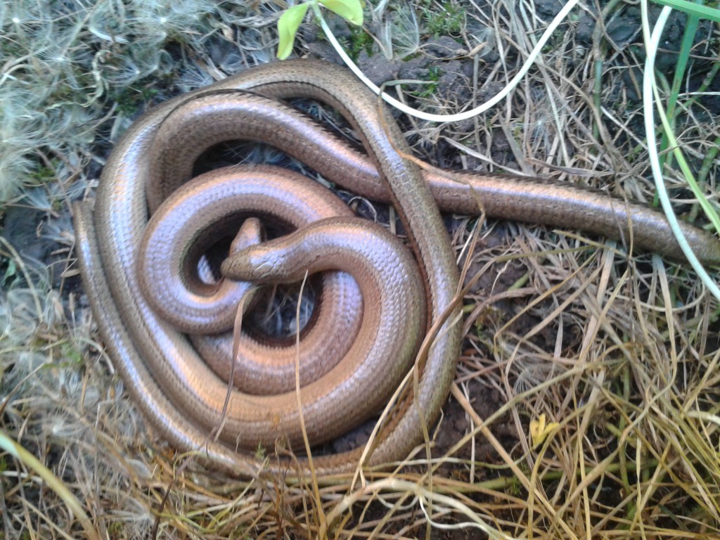 mating slow worms