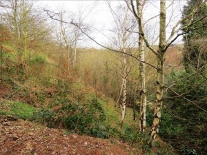 Birmingham Bat Survey